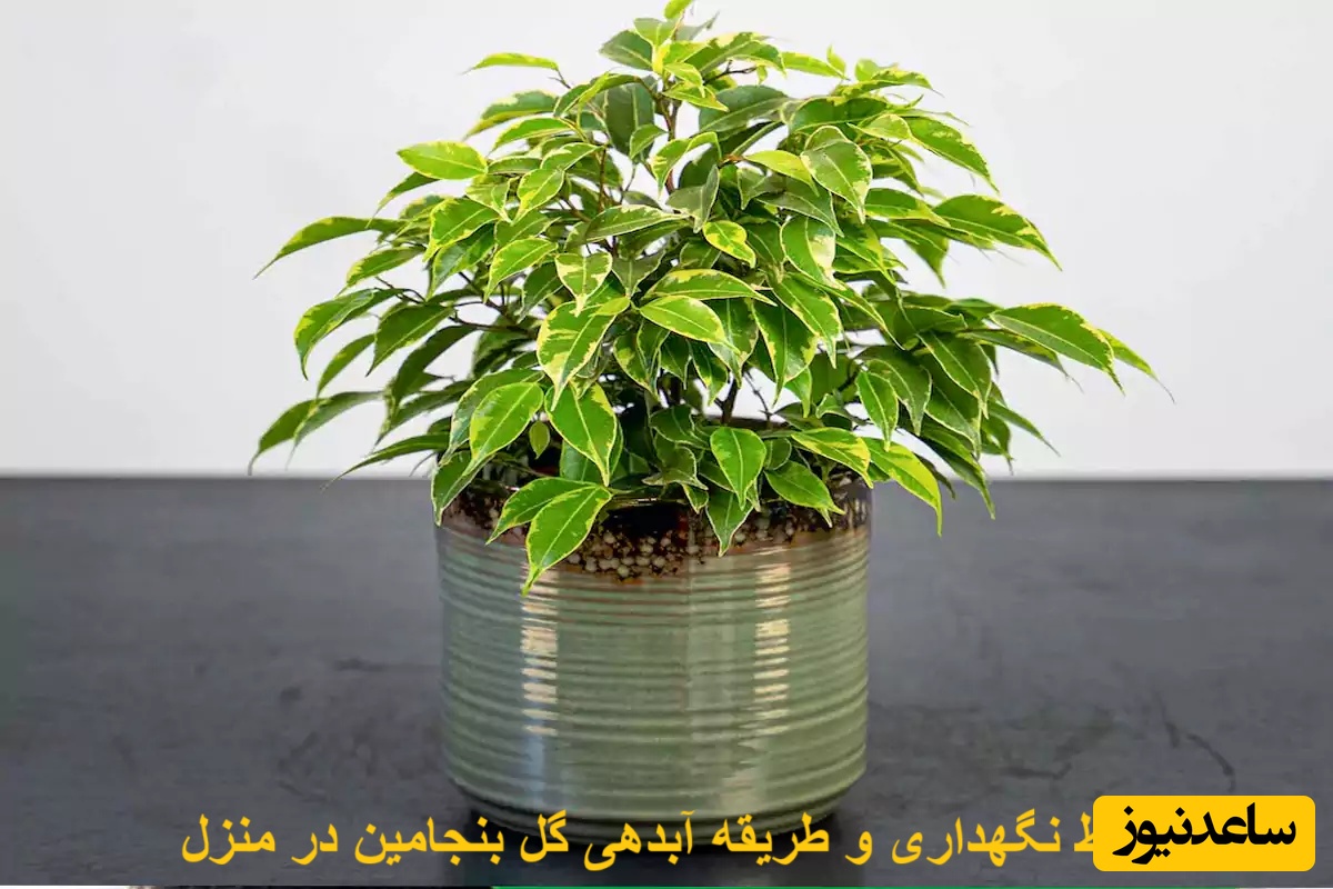 6 راز شگفت‌انگیز برای نگهداری بنجامین که هیچ‌کس بهت نمیگه!