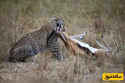 ویدئوی حیات وحش روز؛ این ماجرای راز بقا: شکار لحظه‌ای و نفس‌گیر غزال توسط یوزپلنگ؛ نبرد برای بقا در دل طبیعت