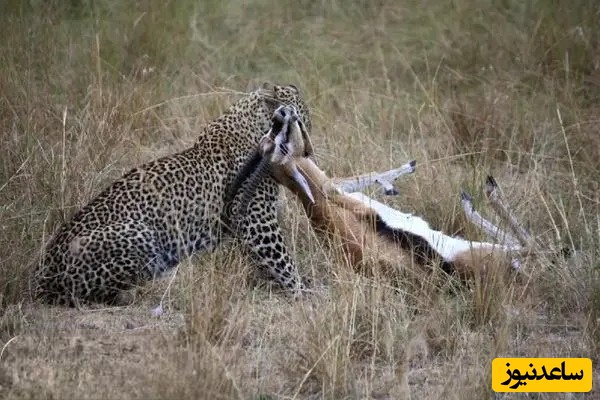 ویدئوی حیات وحش روز؛ این ماجرای راز بقا: شکار لحظه‌ای و نفس‌گیر غزال توسط یوزپلنگ؛ نبرد برای بقا در دل طبیعت