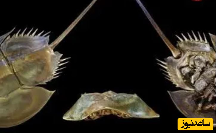 ببینید| فیلمی از خرچنگ نعل اسبی؛ موجودی که از زمان دایناسور‌ها وجود دارد و خون او هم‌قیمت طلاست
