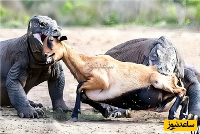 (ویدئو) مستند حیات‌وحش حیوانات؛ ماجرای امروز: بی‌رحم‌ترین شکارچیان طبیعت؛ از خرس گریزلی تا اژدهای کومودو