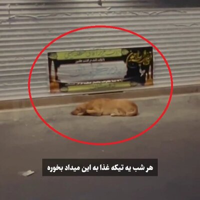(فیلم) افسردگی شدید یک سگ بعد از درگذشت صاحبش / هیچ عکس العملی به هیچی نشون نمیده ...
