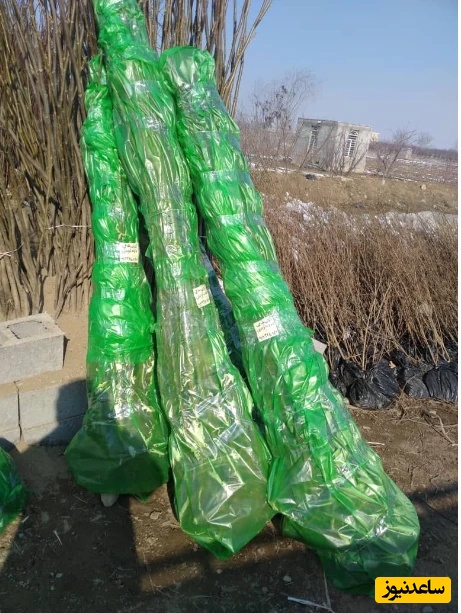 مقایسه 4 نوع از ارقام نهال بادام تونو،آذر،فرانیس، مامایی