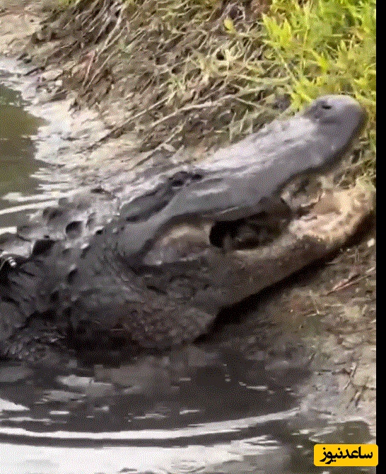 (ویدئو) حیات وحش ؛ مستند حیات وحش حیوانات/ منفجر شدن لاک‌پشت بین آرواره‌های قدرتمند تمساح