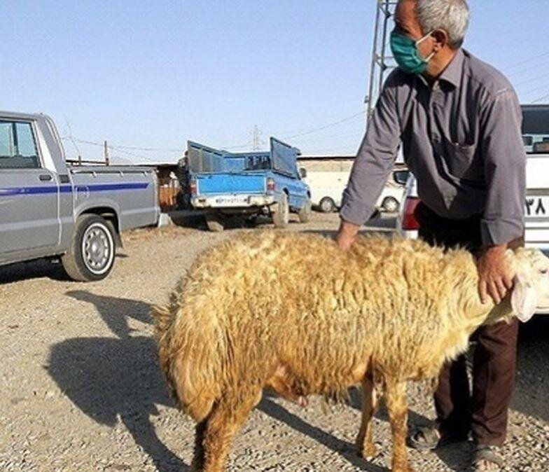 خلاقیت هوش پران فروشنده ایرانی در معاوضه پژو 405 با گوسفند +عکس/ کی فکرشو میکرد گوسفند انقد باارزش بشه؟ 😂