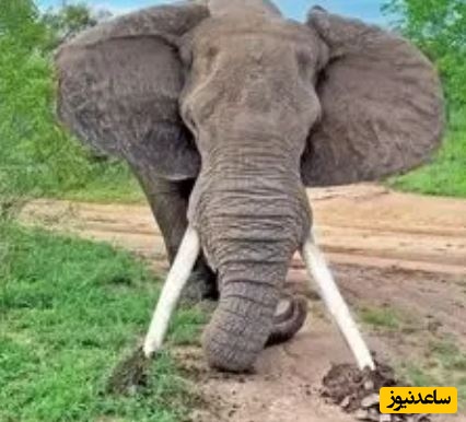 (ویدئو) حیات وحش ؛ مستند حیات وحش حیوانات/  وقتی فیل نر می خواهد نشان دهد که رئیس کیست!