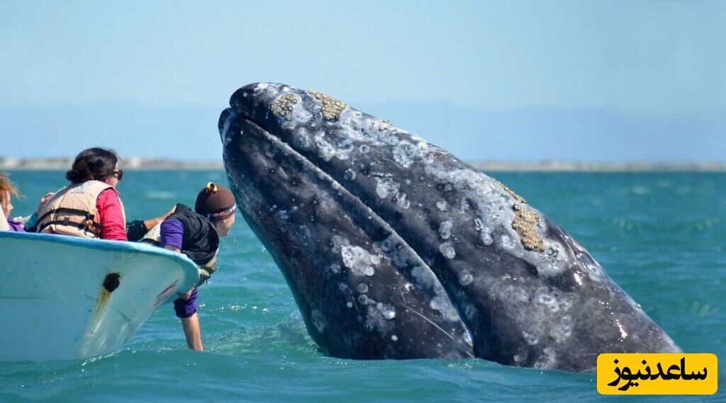 فیلمی از لحظات نادر و کمیاب نوازش نهنگ خاکستری توسط ماهیگیران / روی بدن نهنگ چرا جرم گرفته؟