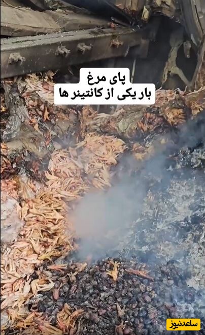 بار غیرمنتظره و عجیب در کانتینر بندر شهید رجایی؛ پای مرغ در آتش سوخت!