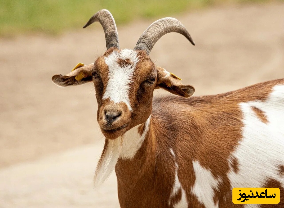 (فیلم) راه رفتن یک بز منحصربفرد همانند یک انسان!