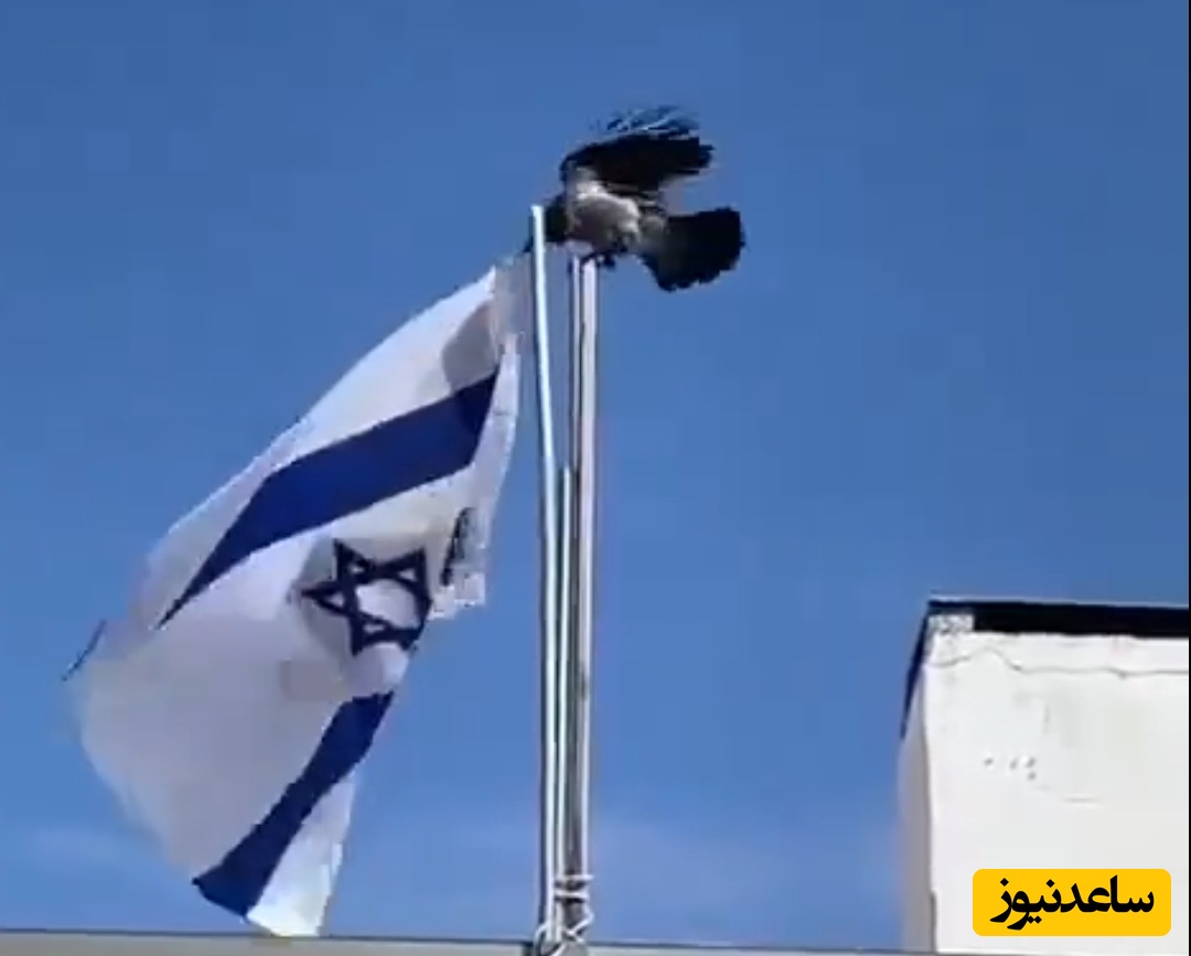 (فیلم) لحظه سرنگون کردن پرچم اسرائیل توسط کلاغ / وقتی حیوانات هم به پست بودن اسرائیل پی بردند