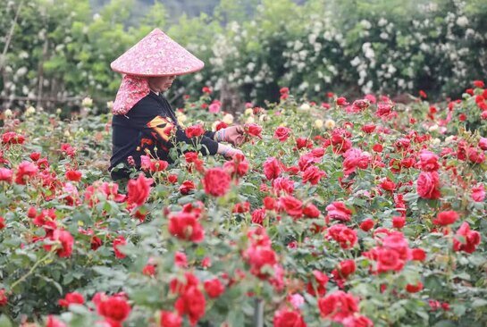 یک باغ گل در هانگژو چین/ خبرگزاری فرانسه