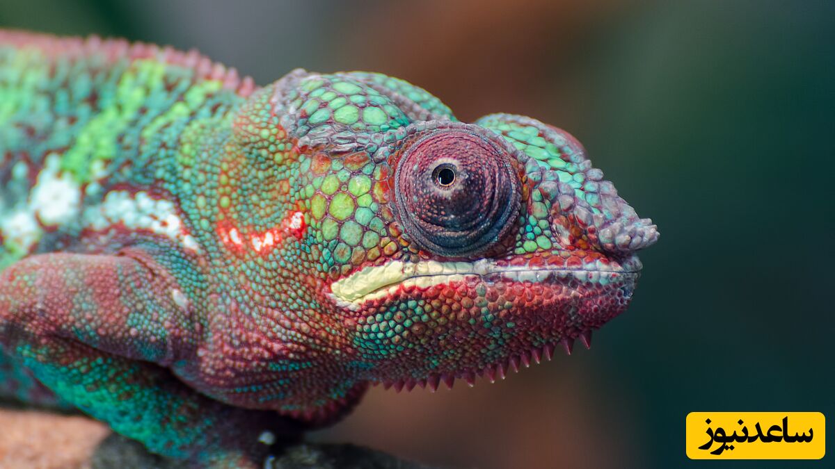 حیوان خانگی ترسناک یک بانوی یزدی خبرساز شد😨😨
