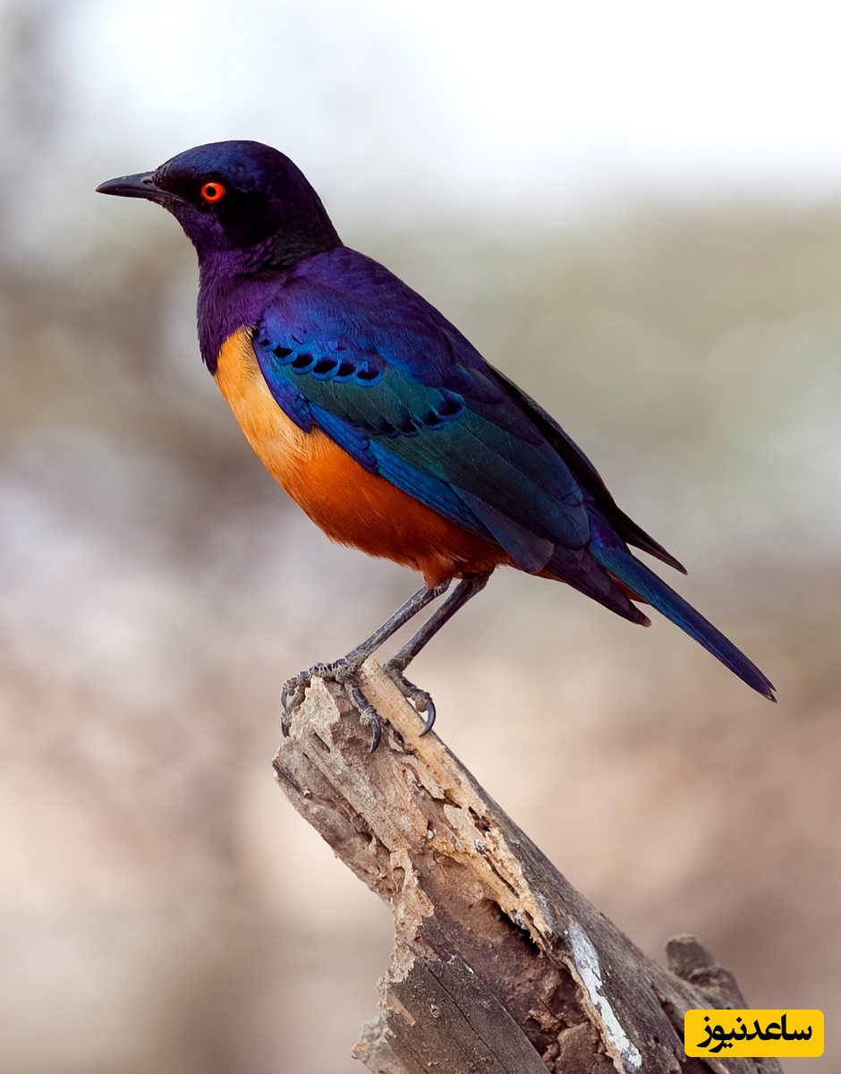 (ویدیو) رقص جادویی سارها در آسمان ایتالیا/ نمایش هماهنگی که باورنکردنی است!😍