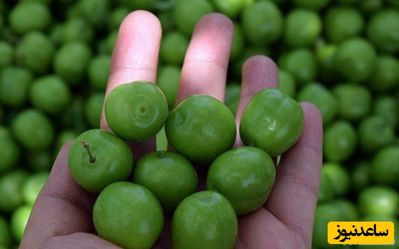 گوجه سبز 4میلیونی در بازار تجریش!/ فروش سم به اسم گوجه سبز!