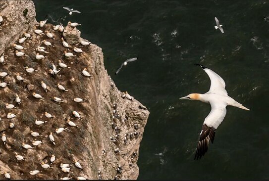 تجمع بیش از 500 هزار مرغ دریایی در صخره های "بمپتون" در یورکشایر انگلیس برای یافتن جفت/ PA