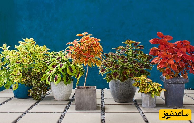 نکات حیاتی برای نگهداری گل حسن یوسف+ ویدئو