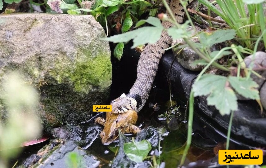 بلعیدن قورباغه توسط مار