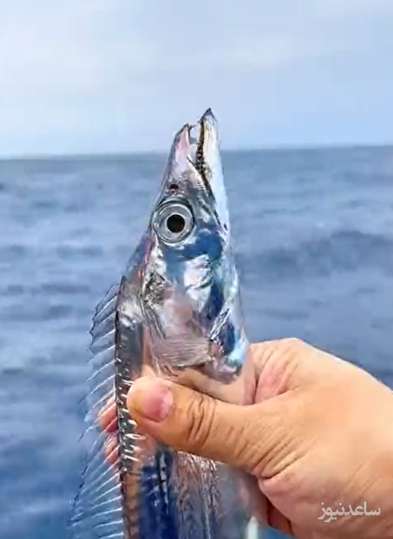 (ویدئو) زیباترین ماهی نقره ای جهان با بازدید میلیونی/ قلبتون اکلیلی میشه!