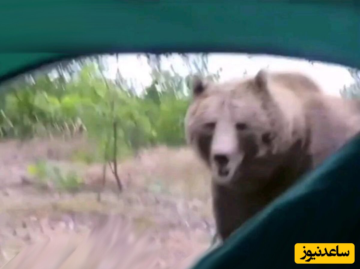 (فیلم) روبرو شدن وحشتناک یک طبیعت گرد با خرس گریزلی 500 کیلویی / یا خدا! قلب آدم از جا کنده میشه!