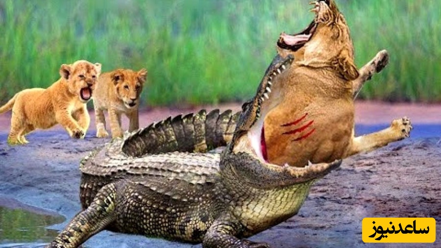 (ویدئو) مستند حیات وحش حیوانات/ راز بقا، این داستان: نبرد نفس‌گیر شیر و تمساح