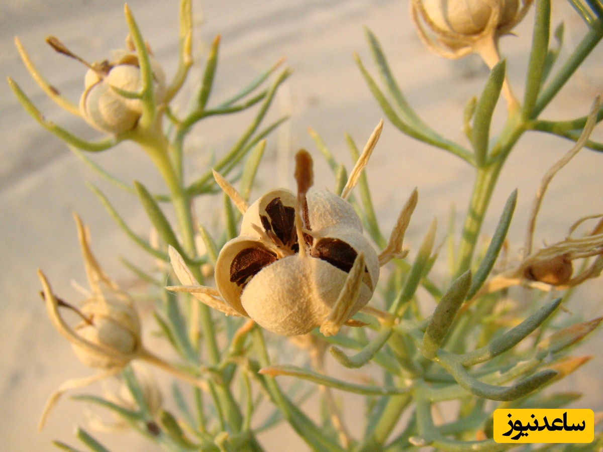 اسپند چیست؟