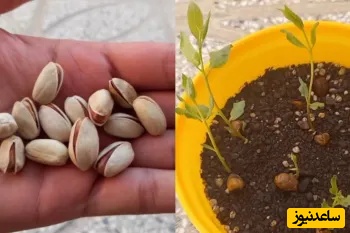 نحوه کاشت درخت پسته / نحوه آبیاری و کود مناسب برای پرورش آن/ راحت ترین راه برای داشتن آجیل سالم و خونگی+ ویدیو