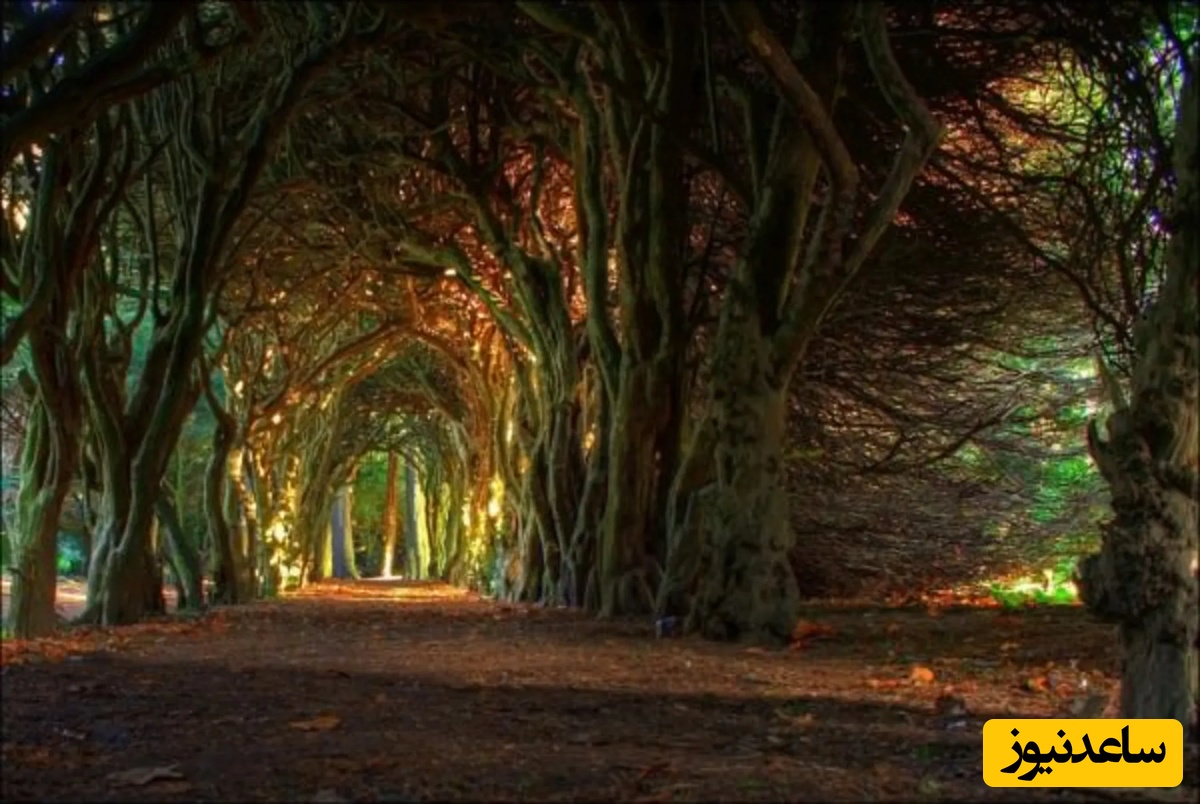 پلک‌هایت را نیمه‌باز کن تا این چهره مشهور از میان جنگل ظهور کند؛ جادوی سیاهی که چشمانت را فریب می‌دهد!