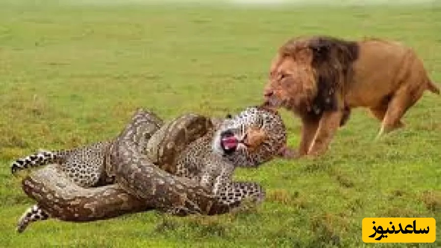 (ویدئو) مستند راز بقای حیوانات/ این داستان: نبرد مرگبار شیر، پلنگ و مار پیتون