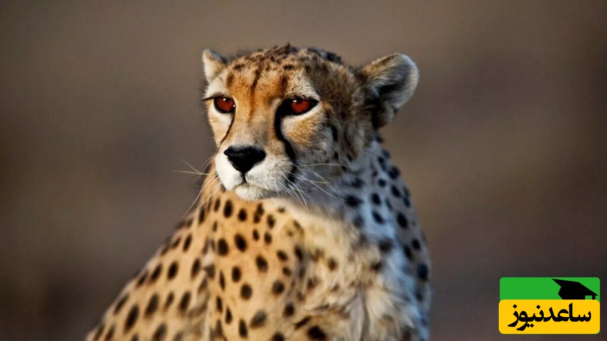 ویدئوی حیات وحش روز | یوزپلنگ در تعقیب گورخر؛ رقابتی نفس‌گیر در دشت‌های آفریقا