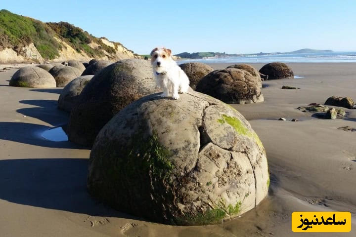 (تصاویر) راز سنگ‌های آهکی تخم‌مرغی در ساحل نیوزیلند/ افسانۀ موراکی بولدرز بومیان مائوری یا عجایب زمین‌شناسی؟