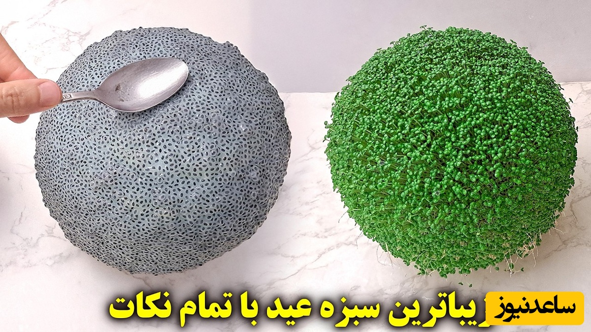 آموزش گام به گام کاشت سبزه تخم شربتی برای نوروز 1405 / معجزه رشد سبزه در یک هفته، روشی که کسی بهت نمیگه