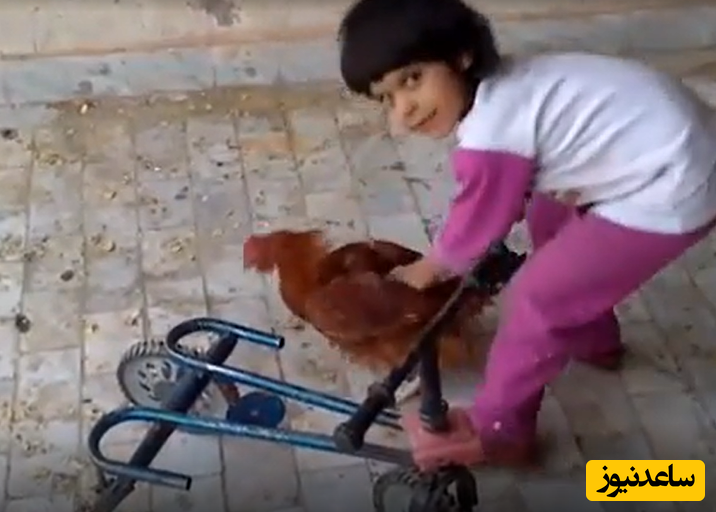 خلاقیت خنده دار نابغه ایرانی برای حمل مرغ و خروس با دوچرخه+عکس/ اسطوره مهم ترین اختراع تاریخ بشر😂
