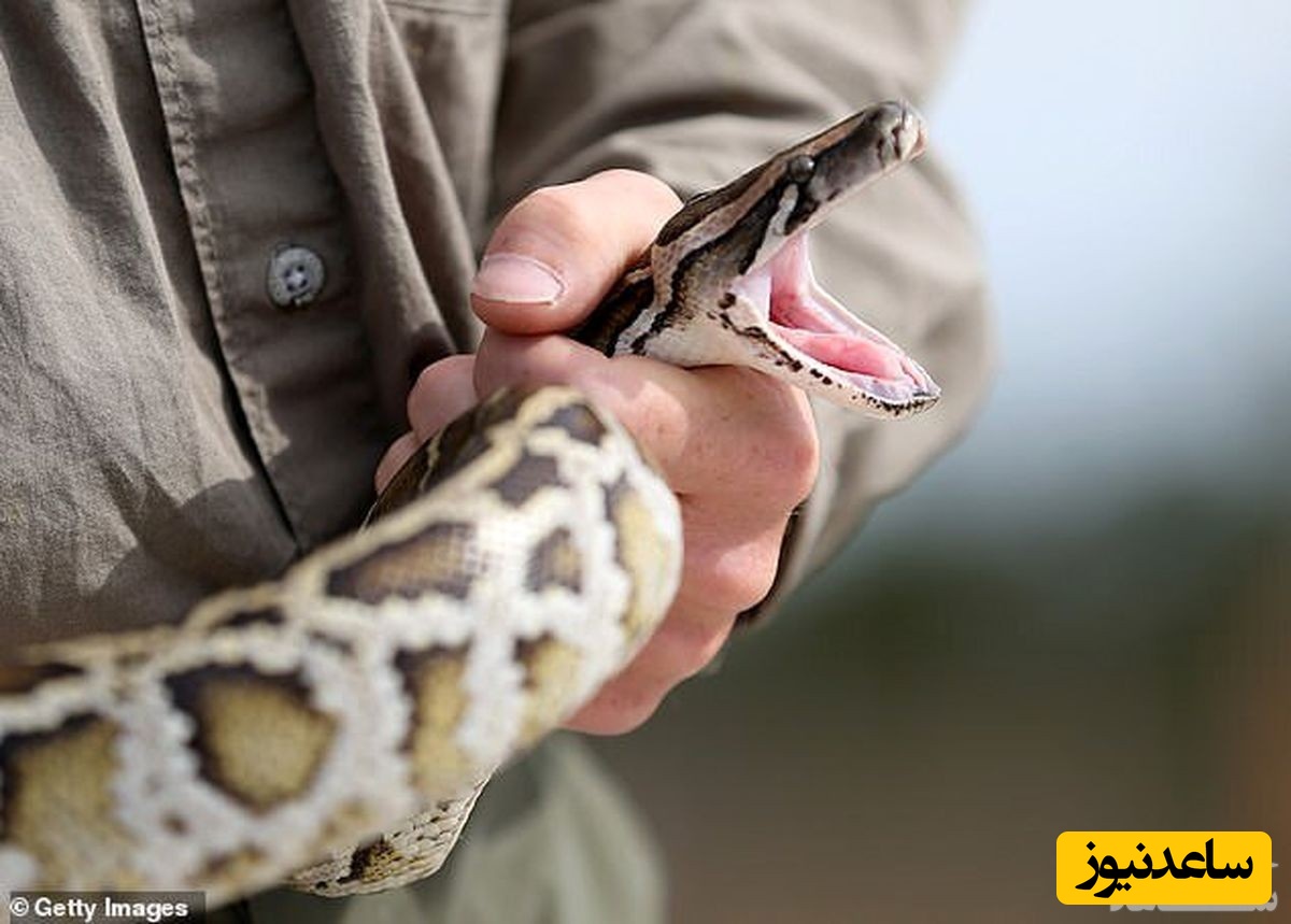 ماجرای عجیب معتاد شدن مار پیتون 2 متری
