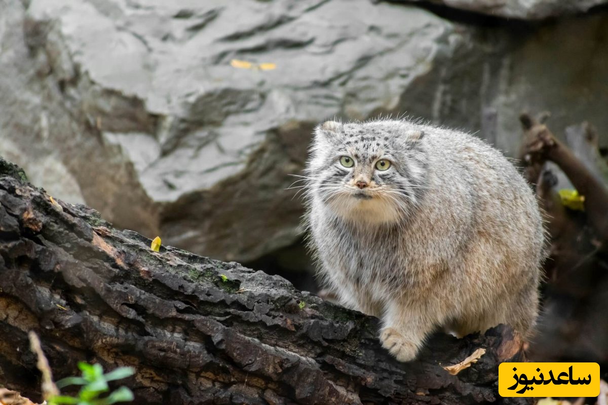 (ویدئو) گربه در حال انقراض ایرانی: نماد حیات‌وحش ناشناخته کویر!