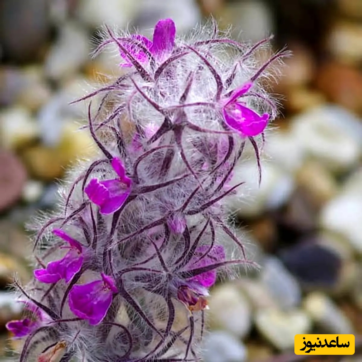 چای کوهی توکلوجه