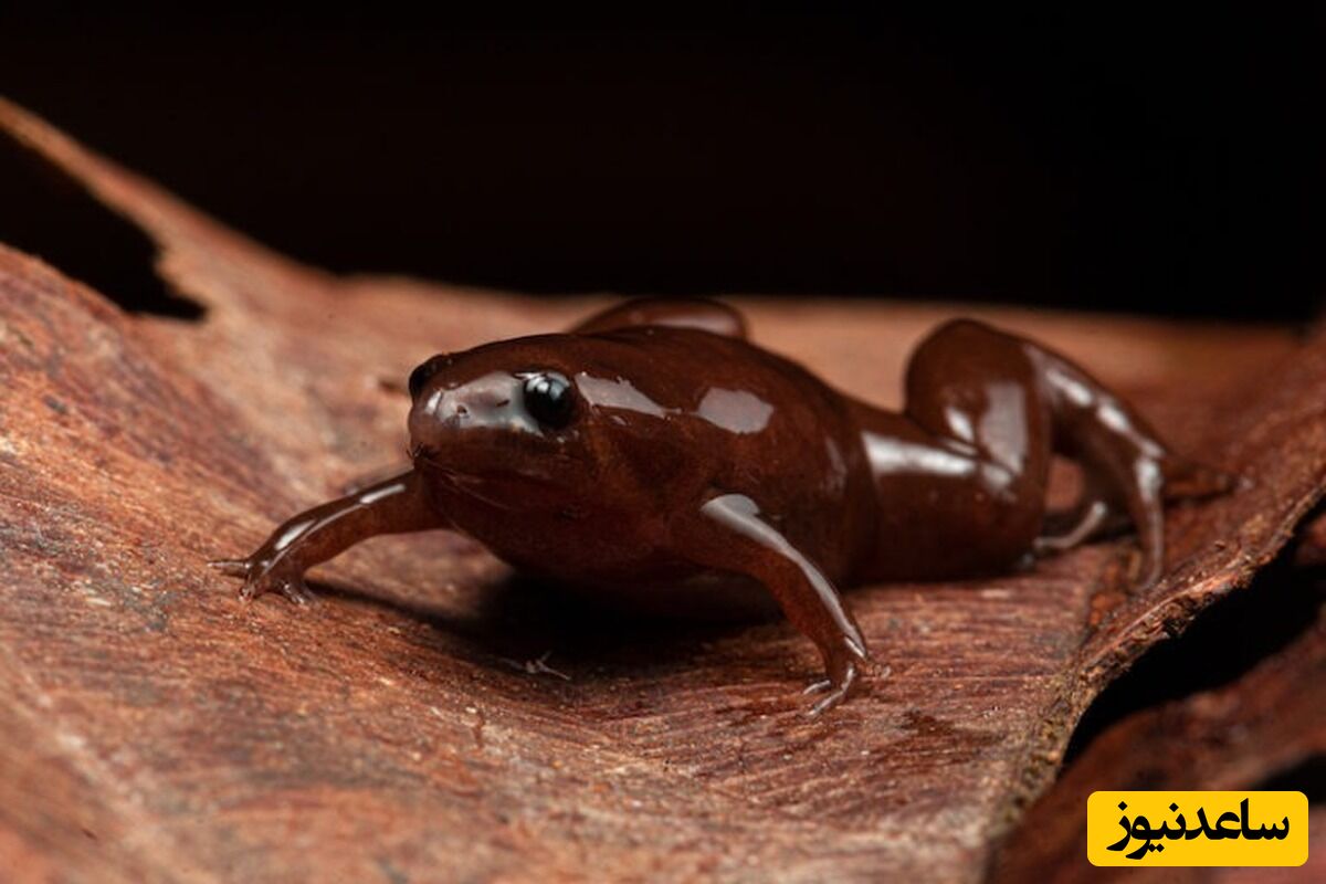 (عکس) کشف عجیب‌ترین قورباغه جهان در آمازون