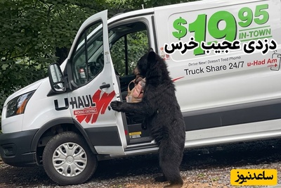 ببینید| دستبرد هوشمندانه یک خرس در روز روشن؛ باورتان نمی‌شود چطور درب ماشین را باز کرد! 😂