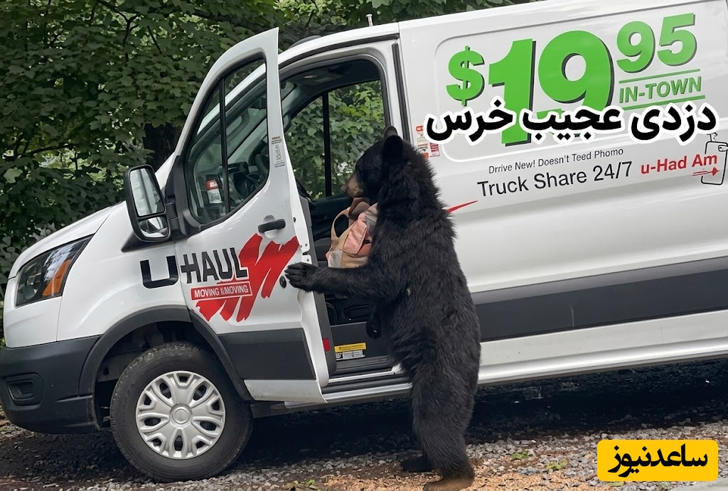 ببینید| دستبرد هوشمندانه یک خرس در روز روشن؛ باورتان نمی‌شود چطور درب ماشین را باز کرد! 😂