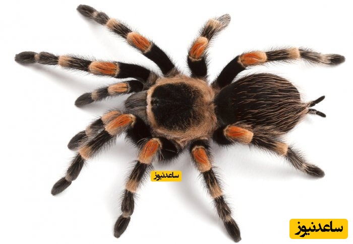 ویدیویی منحصربفرد و دیده نشده از جیغ زدن یک عنکبوت! + فیلم