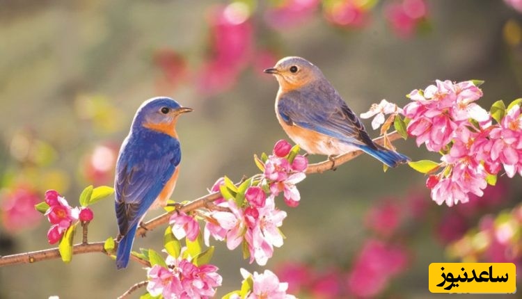 دیدن فصل بهار در خواب چه تعبیری دارد؟ / تعبیر خواب فصل بهار