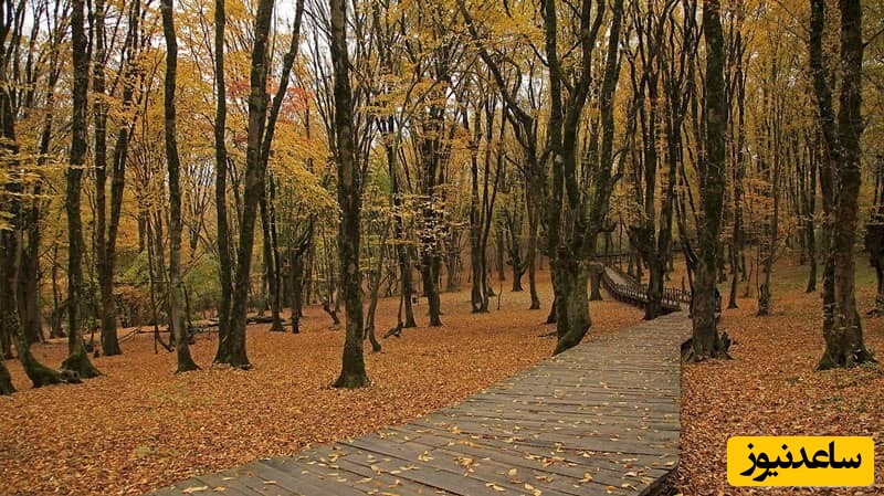 جنگلی النگدره
