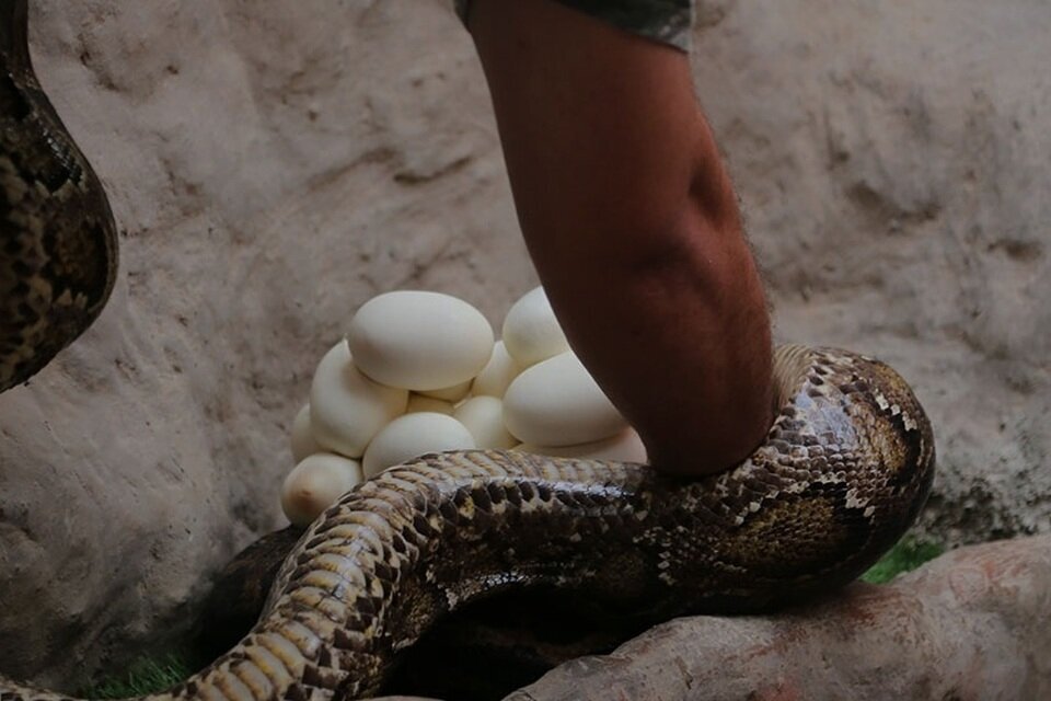 (تصاویر) تخمگذاری مار پیتون در البرز