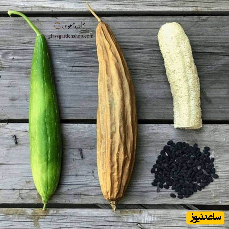 لیف لوفا: جادوی طبیعت برای پاکسازی و جوانسازی پوست شما