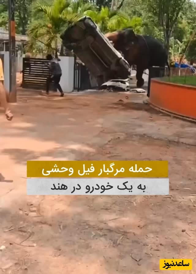 فیلم | لحظه حمله مرگبار فیل وحشی به یک خودرو؛ با یک حرکت ماشین رو پودر کرد