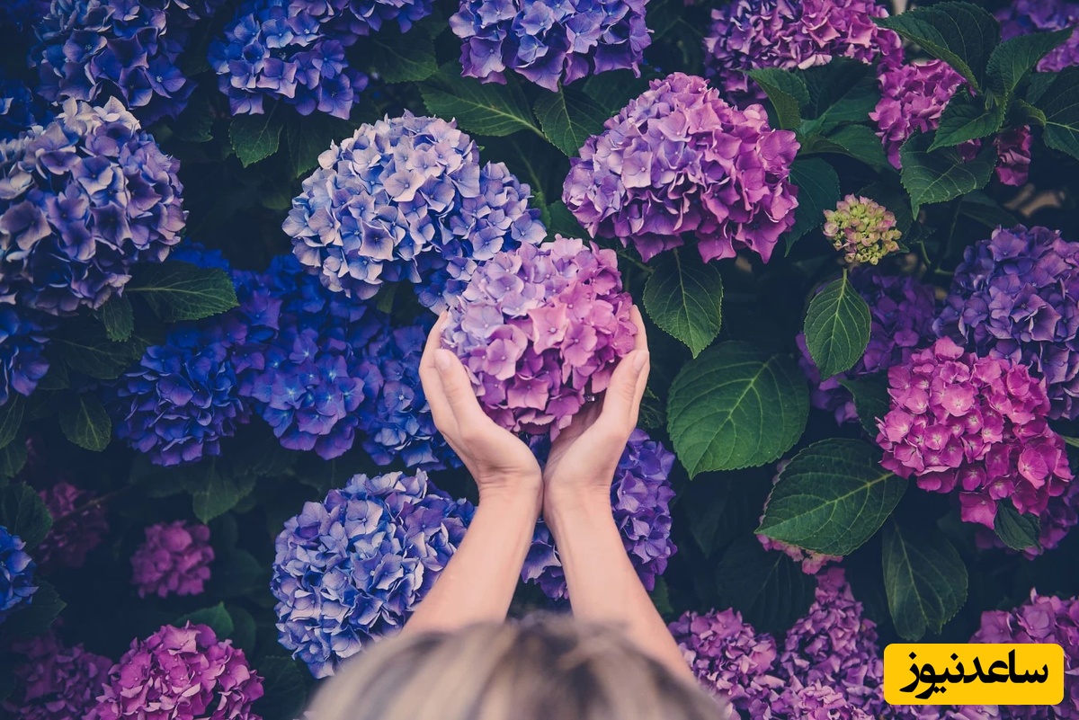 8 گیاه زیبا که به سرعت در گلدان رشد می‌کنند/ دیگه خونه بهشت از این هم مگه میشه!