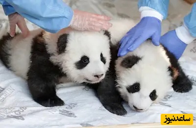 دانلود رایگان دفترچه سوالات و پاسخنامه آزمون دکتری دکتری زیست شناسی و علوم جانوری از سال 93 تا 96