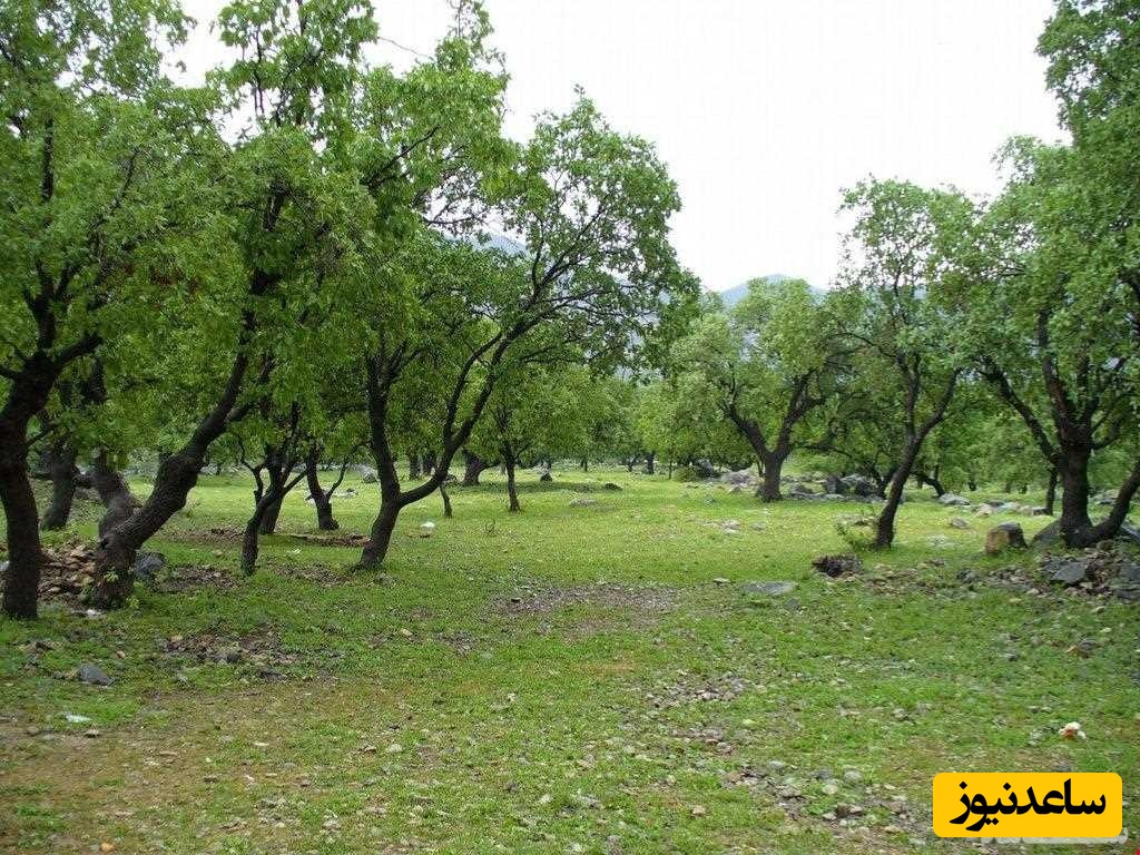 زیبایی های دیدنی دشت ارژن شیراز/ وقتی زمین سبزتر از خیال می‌شود+ عکس