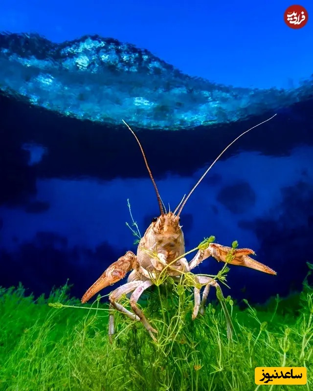 برنده بخش دوربین‌های کامپکت