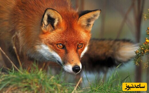 (ویدئو) مستند حیات وحش/ این داستان: تلاش دیدنی یک روباره برای نجات خود از یک استخر