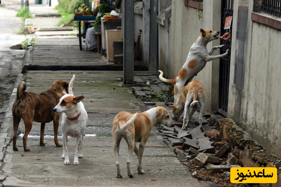 سگ های ولگرد